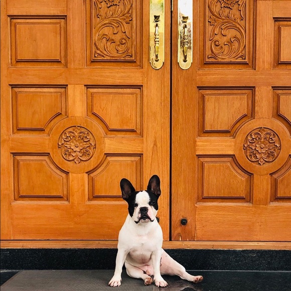 frenchieatdoor